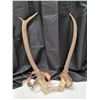 Image 1 : "elk antler set" 2013