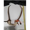 Image 2 : "elk antler set" 2013
