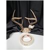 Image 1 : "white tail antler set" 2009