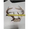 Image 2 : "white tail antler set" 2009