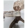 Image 3 : "white tail antler set" 2009