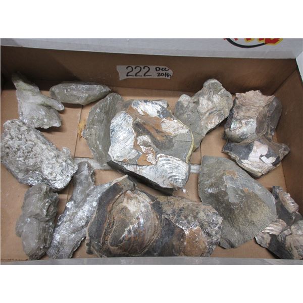 Box of Fossils and Quartz Crystals