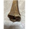 Image 3 : Bone Skin Scraper