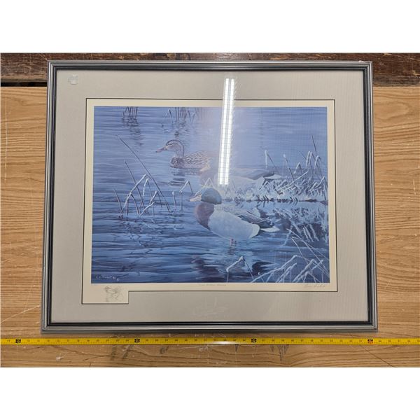 "Late october mallards print picture 1 of 300- 34" by 27"