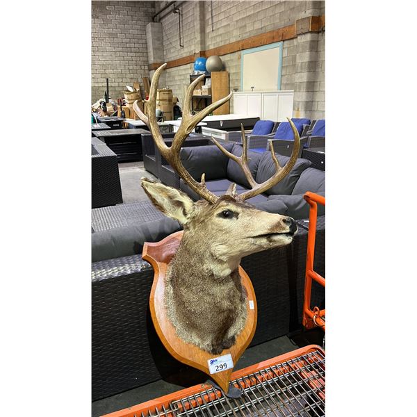 TAXIDERMY MOUNTED DEER HEAD- 27" FROM BASE TO NOSE AND 20" ANTLER SPREAD
