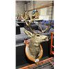 Image 1 : TAXIDERMY MOUNTED DEER HEAD- 27" FROM BASE TO NOSE AND 20" ANTLER SPREAD