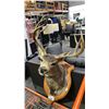 Image 2 : TAXIDERMY MOUNTED DEER HEAD- 27" FROM BASE TO NOSE AND 20" ANTLER SPREAD