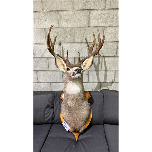 TAXIDERMY MOUNTED DEER HEAD- 29" FROM BASE TO NOSE AND 16" ANTLER SPREAD