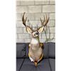 Image 1 : TAXIDERMY MOUNTED DEER HEAD- 29" FROM BASE TO NOSE AND 16" ANTLER SPREAD