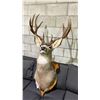 Image 2 : TAXIDERMY MOUNTED DEER HEAD- 29" FROM BASE TO NOSE AND 16" ANTLER SPREAD