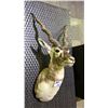 Image 2 : TAXIDERMY BLACKBUCK ANTELOPE HEAD - 21" FROM BASE TO NOSE & ANTLERS ARE 16"W AT WIDEST POINT