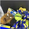 Image 6 : BOX OF NEW PET ACCESSORIES AND TOYS