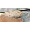 Image 2 : 35 X 24 INCH BURL