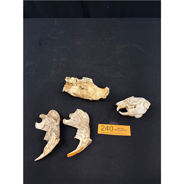 A Vintage Maskrat Skull and Beaver Skull Jaw Bones