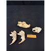 Image 1 : A Vintage Maskrat Skull and Beaver Skull Jaw Bones