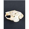Image 2 : A Vintage Maskrat Skull and Beaver Skull Jaw Bones