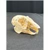 Image 3 : A Vintage Maskrat Skull and Beaver Skull Jaw Bones