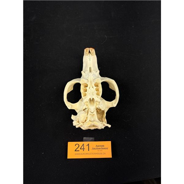 Vintage Beaver Skull with its Front Teeth