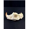 Image 2 : Vintage Beaver Skull with its Front Teeth