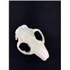 Image 3 : Vintage Beaver Skull with its Front Teeth