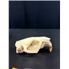 Image 4 : Vintage Beaver Skull with its Front Teeth
