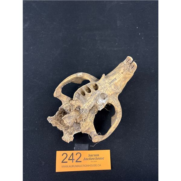 Vintage Beaver Skull with its Front Teeth