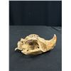 Image 2 : Vintage Beaver Skull with its Front Teeth