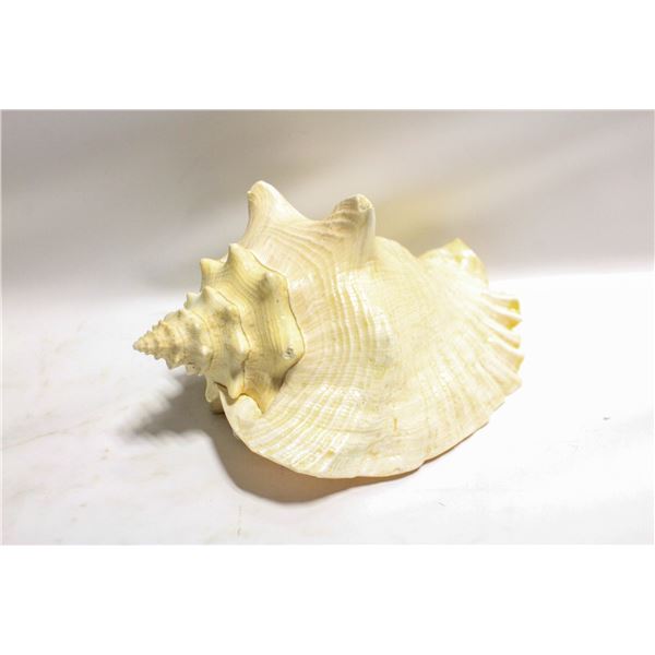 LARGE CONCH SEASHELL 7-1/2" X 6" X 4-1/2"