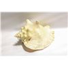 Image 1 : LARGE CONCH SEASHELL 7-1/2" X 6" X 4-1/2"