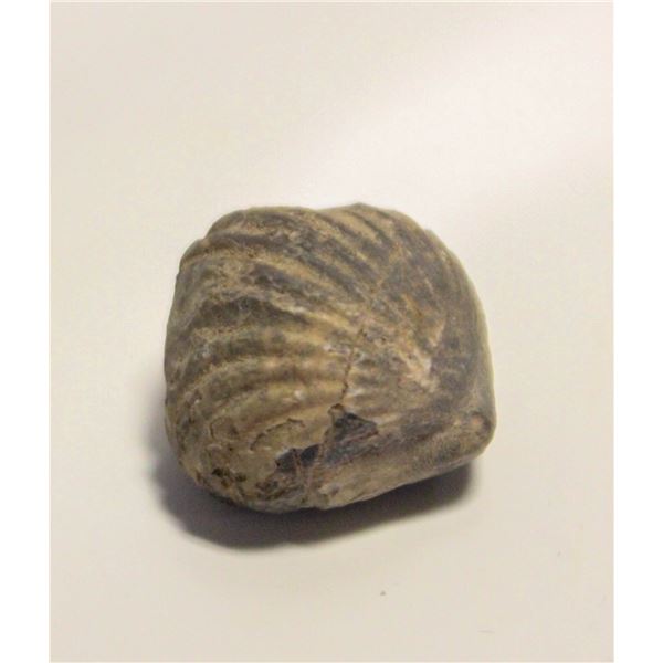 CLAM FOSSIL