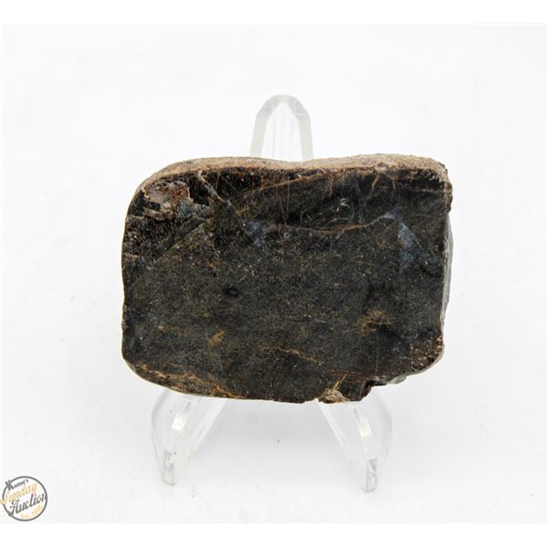 CUT MONTANA DINOSAUR GEMBONE AGATIZED FOSSIL