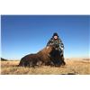 Image 1 : 2 Day/2 Night ND Bison Trophy Hunt for 1 hunter