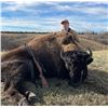 Image 2 : 2 Day/2 Night ND Bison Trophy Hunt for 1 hunter