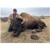 Image 3 : 2 Day/2 Night ND Bison Trophy Hunt for 1 hunter
