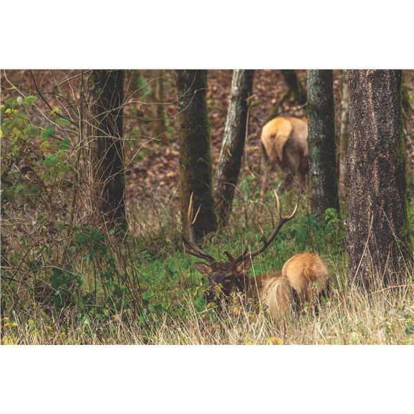 4 Day/ 4 Night Roosevelt Elk Archery Hunt for 1 Hunter