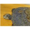 Image 4 : Asian Dragon Sculpture w/ Lizards on Turtle 14" x 9" x 11" H