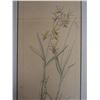 Image 3 : Botanical Artwork Marked Artist Proof 2/5  Wren w/ Stamp, 13" x 21" Framed & Matted