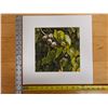 Image 7 : Milo Seeds Artwork Numbered 2/50 by Artist A. Johnsen w/ COA, Unframed 14" x 14"