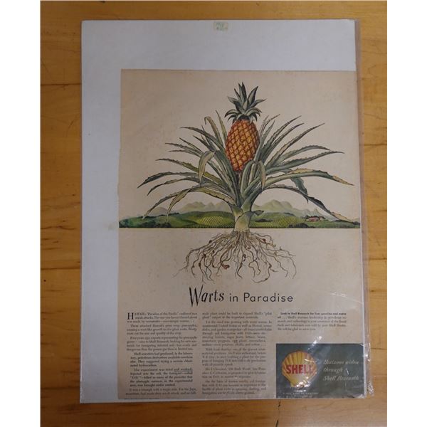Warts in Paradise Article w/ Pineapple Artwork, Unframed 12" x 16"