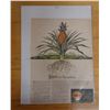 Image 1 : Warts in Paradise Article w/ Pineapple Artwork, Unframed 12" x 16"