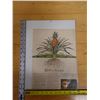 Image 6 : Warts in Paradise Article w/ Pineapple Artwork, Unframed 12" x 16"