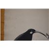 Image 19 : Qty 7 Bird Prints by Artist AL Neal 11" x 14"