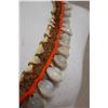 Image 2 : Cowrie Shell Necklace on a Woven Cord 32"L