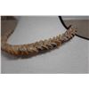 Image 4 : Braided Shell Lei 17"L