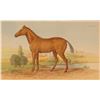Image 1 : 19th Century Color Engraving, Lord Morton Mare, Natural History of Horses