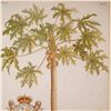 Image 2 : 2pc Botanical Prints after Griffith Hughes The Natural History of Barbados