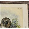 Image 3 : Jacob Henry Studer Barred Owl Lithograph