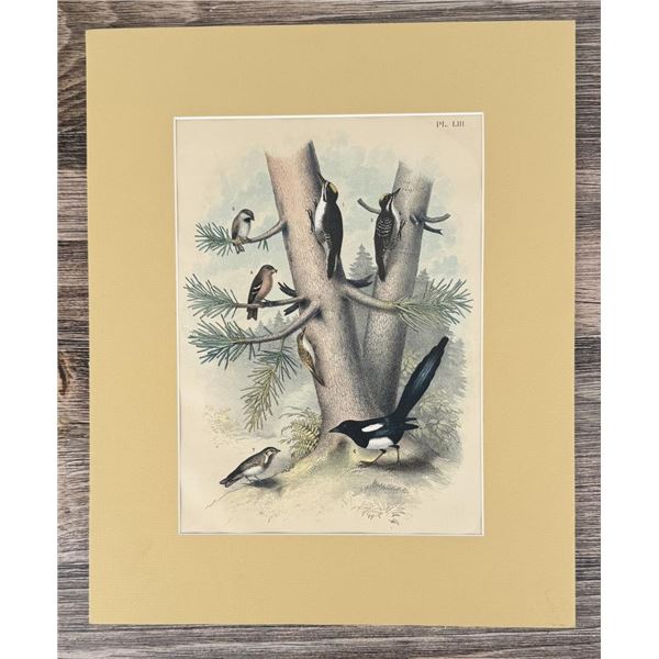 Jacob H. Studer Ornithology Lithograph