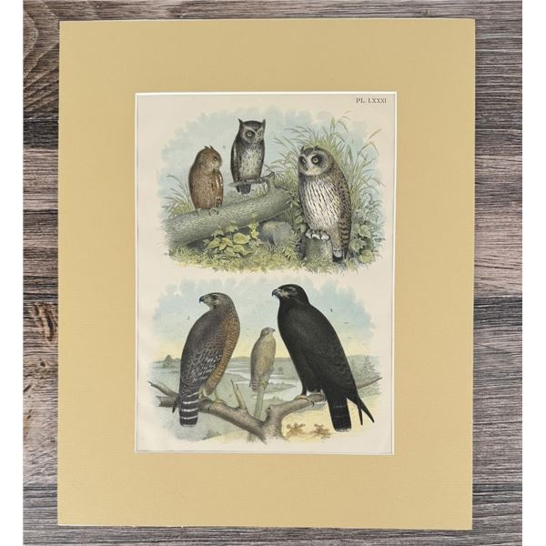 Jacob H. Studer Ornithology Lithograph