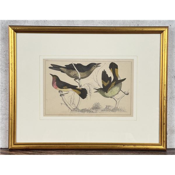 Oliver Goldsmith Gnat Catchers Lithograph
